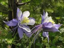 Blue columbine, the colorado state flower. Colorado Columbine