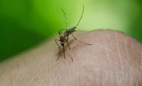 Les piqûres d'insectes sont toujours désagréables, surtout en été où, comme vous le savez, c'est la fête aux moustiques! 5 Remedes Naturels Pour Soulager Les Piqures D 145 Insectes Polti