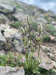 Image result for Silene kiwuensis