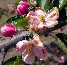 A fabric covering is best because it will allow moisture to escape while still protecting your. Assessing Frost And Freeze Damage To Flowers And Buds Of Fruit Trees Fruit Nuts