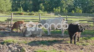 Cows On A Farm Agriculture Farm Animals Stock Footage Agriculture Farm Cows Farm Farm Cow Animals Farm Animals