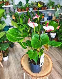 Anthurium Cool Plants Indoor Plants Outdoor Flower Planters