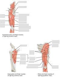 Proper anatomical name for muscles around rib cage : Anatomy And Physiology Lab I On Openalg