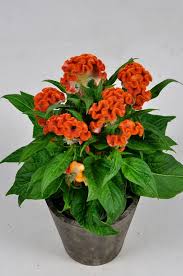 Image result for Celosia
