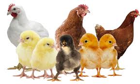 Sustainable contract farming for increased competitiveness: Hybrid Poultry Farm Z Limited Linkedin