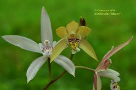 Image result for Searsia ochracea