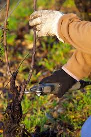 Das entlauben gehört zu den wichtigsten pflegemaßnahmen im. Weinreben Schneiden Anleitung Zum Rebschnitt Weinreben Pflanzen Weinrebe Wein Schneiden