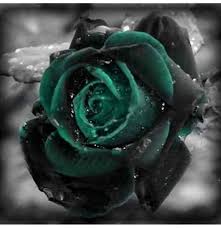 Check spelling or type a new query. Egrow 100 Pcs Black Rose Seeds Dark Green Rose Garden Bonsai Perennial Plants Flower Seed