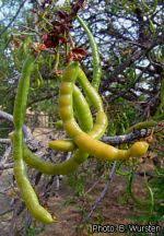 Image result for Senna singueana