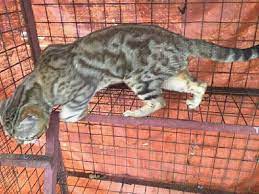 Bengal Cats Breeder Philippines Home Facebook