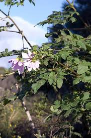 Image result for Dahlia excelsa