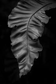 Abstract Black And White Macro Photography Black And White Leaf Print Fern Wall Decor Macro Photography Calming Wall Art Botanical Fern Picture Modern Leaf Abstract Black And White Leaves Fine Art Photography Print Macro Photography