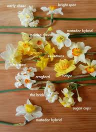 Daffodils And Narcissus The Bulbs I Planted Last Fall Are Now Up About 6 In Its Almost Spring Narcissus Flower Daffodil Gardening Daffodils