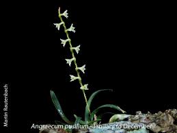 Image result for Rhipidoglossum pusillum