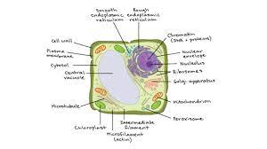 There are many processes in which substances can travel through the membrane, one being osmosis. Intro To Eukaryotic Cells Article Khan Academy