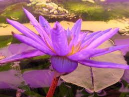 Image result for Nymphaea heudelotii