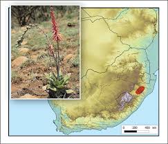 Image result for Aloe suffulta