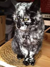 Beautiful Black And White Cat Pictures Scrappy Born A Black Cat Now Turning White Due To Vitiligo Beautiful Cats Cute Animals Pretty Cats