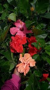 Hibiscus tea is a type of herbal tea associated with many health benefits. Hibiscus Florida Nursery Mart