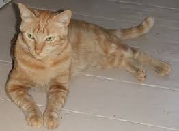 Orange tabby cats get a lot of screen time! Are Orange Female Cats Really That Rare Paws And Effect