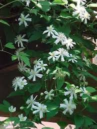 Plante grimpante ou vivace, hermaphrodite à port dressé. Powojnik Clematis Botaniczny Paul Farges Sadowniczy Pl