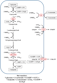 Click to read more on it. Frontiers Electron Transport Phosphorylation In Rumen Butyrivibrios Unprecedented Atp Yield For Glucose Fermentation To Butyrate Microbiology