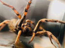 Check spelling or type a new query. Wolf Spider Wikipedia