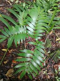 Image result for Cynometra alexandri