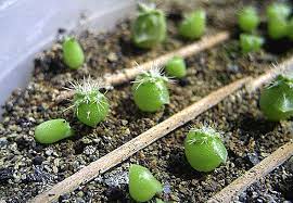 Of particular need are potassium and especially phosphorus. How To Properly Care For A Cactus In A Pot At Home How To Water Tips For Beginners Photo Video Succulents
