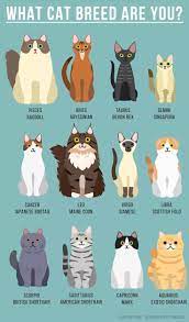 Zodiac Signs Of A Cats Cat Facts Cat Breeds Cute Cats
