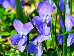 The flowers of late winter and early spring occupy places in our hearts well out of proportion to their size. —gertrude s. July Birth Flower Name Shefalitayal
