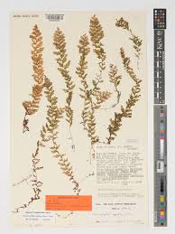 Image result for Hymenophyllum capillare