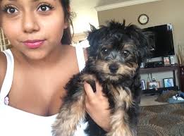 Doggo Miley with satellite ears needs some love