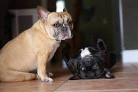 By the late 19th century, around 1870s up until the 1900s, the trend in paris became apparent. French Bulldogs Habitat Size Species And Diet With Pictures Animalspal