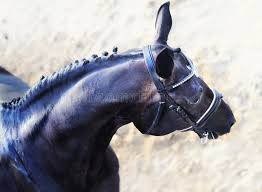 Dressage , showjumping , showing , eventing , equitation.all vaccinations, dewormer , dentist and hoof trims up to date (has a passport).due. 21 979 Dressage Horse Photos Free Royalty Free Stock Photos From Dreamstime