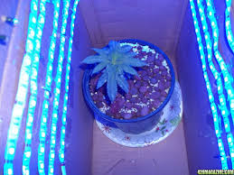 Today, most growers choose led grow lights for cannabis. Grows Or Thoughts Of Using Only Led Light Strips 420 Magazine