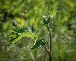 20170614 Hwy 529, Cow Parsnip, Ox Eye Daisy, Brewer's Blackbird, Painted  Lady, Eastern Tiger Swallowtail, Clearwing Hummingbird Moth, Monarch,  Blanding's Turtle