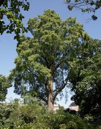 Image result for Taxodium