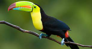 The pacific temperate rain forests in western north america (southeastern alaska to central california), the valdivian and magellanic temperate rainforests of southwestern south america (southern chile and adjacent argentina. Top 10 Wildlife To Spot In The Amazon
