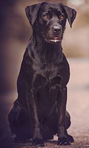 Black Labrador Retriever Black Lab Dog Photography Dogs In Mind Labrador Retriever Labrador Black Labs Dogs