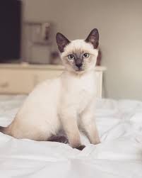 Therefore while most modern siamese live long and healthy lives, some may die after five or six years of age. 7 Fascinating Facts About Siamese Cats
