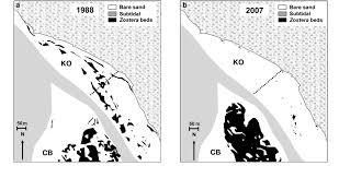 Image result for Zostera capensis