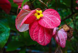 Mussaenda Plant Photography Flowering Trees Kingdom Plantae