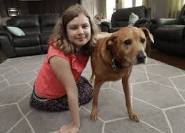 Check spelling or type a new query. Families Defrauded By Unregulated Service Dog Trainers