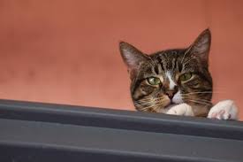 Can dogs eat orange peels? Shy Dogs And Cats Best Friends Animal Society