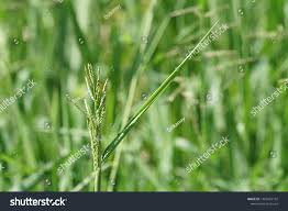 Image result for Eriochloa procera