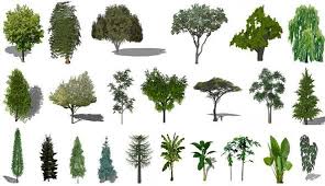 3d Sketchup Components Download Sketchup Components Plants Trees To Plant Landscaping Plants
