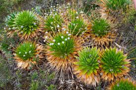 Image result for Eriocaulaceae