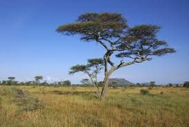 Highly detailed image of trees in savannah, typical african landscape. Free African Landscape Stock Photo Freeimages Com