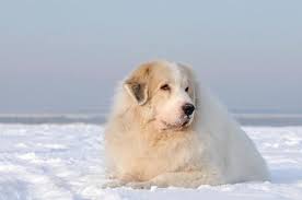C'est un chien qui apprécie tout autant les balades et sorties à l'extérieur que de se prélasser sur le canapé ! á… Pyrenaenberghund Wesen Welpen De